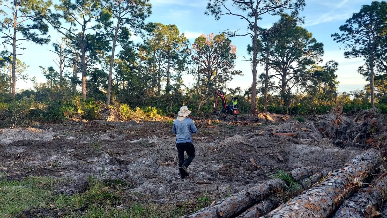 El lote recién despejado entre pinos, con un miembro del equipo caminando el terreno